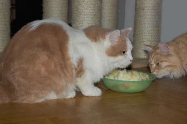 lecker Küken fressen mit Qesharo.JPG